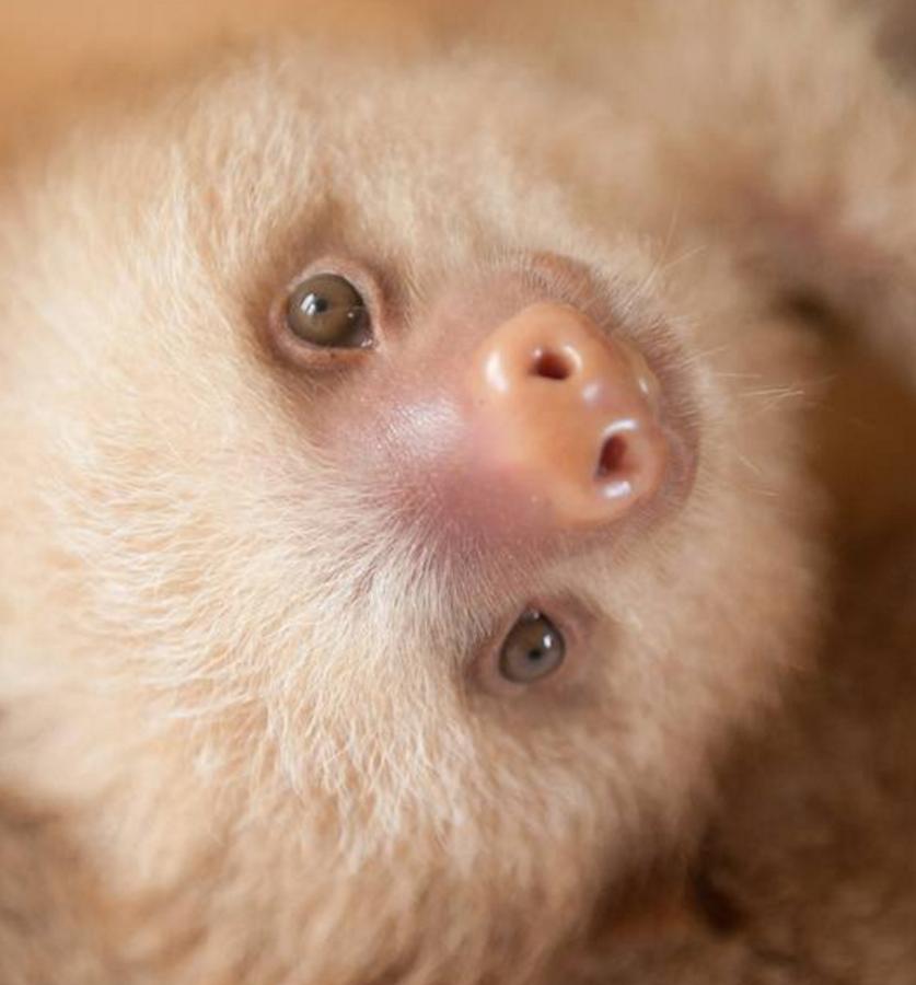Los bebés perezosos más tiernos del planeta. La zoóloga estadounidense Sam Trull cofundó El Instituto de Perezosos donde se acogen a ejemplares heridos, pero sobre todo a crías huérfanas a las que alimentan y cuidan hasta que las liberan ya adultas