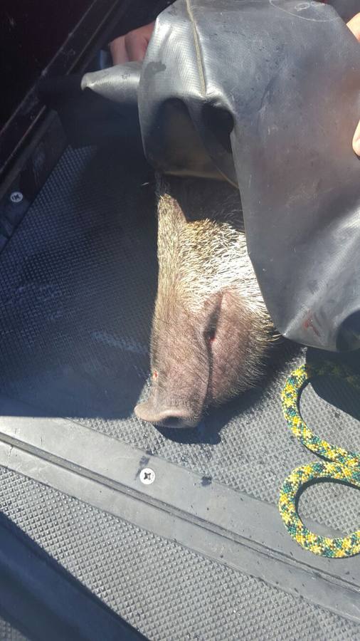 La Ertzaintza rescata a un jabalí de morir ahogado en Gipuzkoa