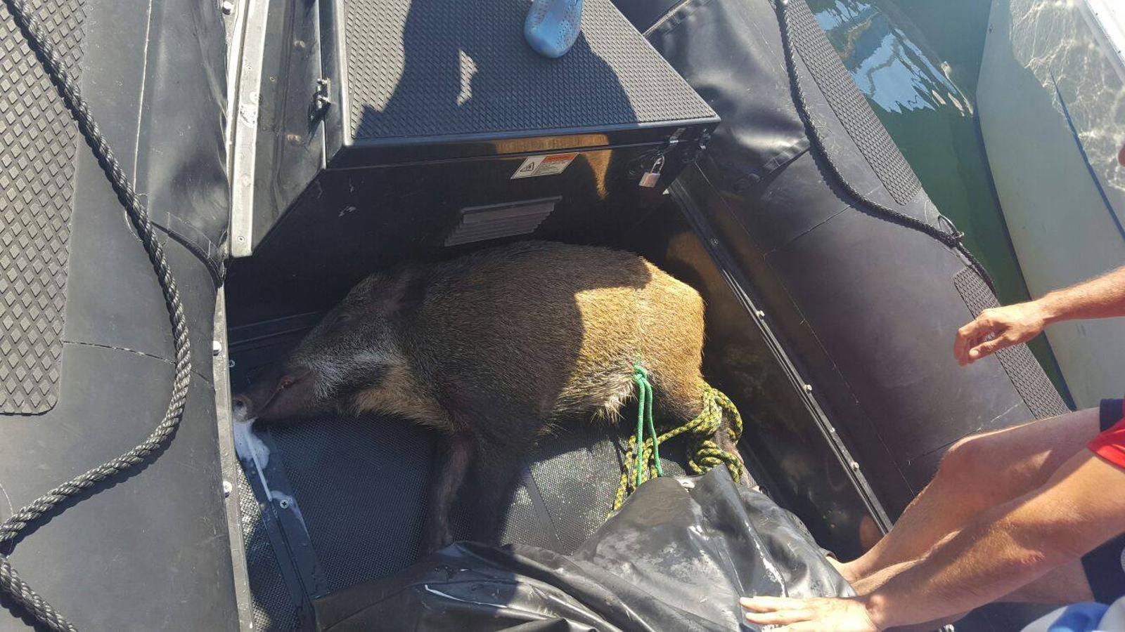 La Ertzaintza rescata a un jabalí de morir ahogado en Gipuzkoa