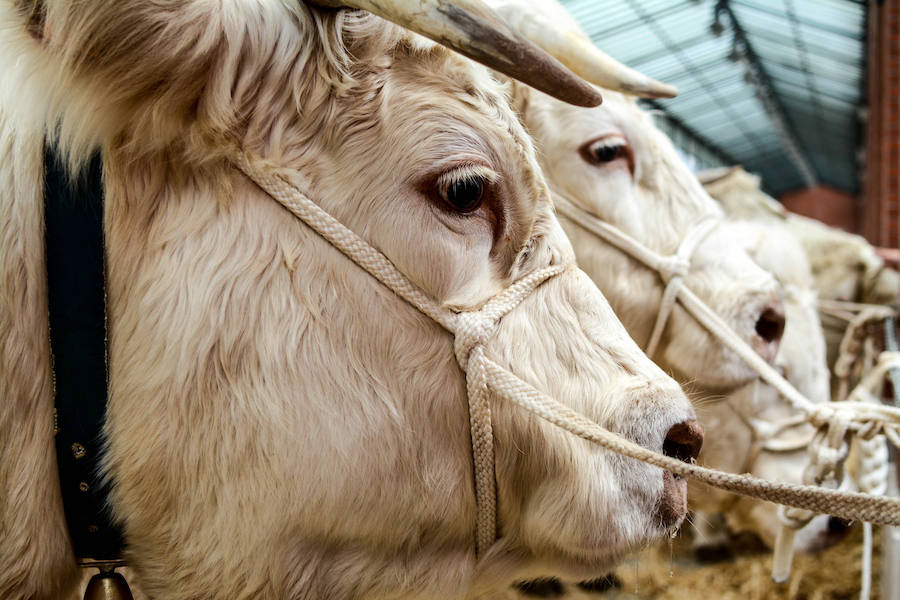 Feria ganadera y agrícola en Leioa