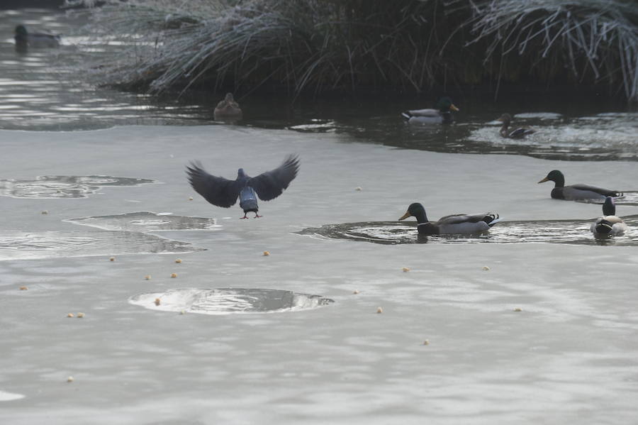 Álava despide el año a bajo cero