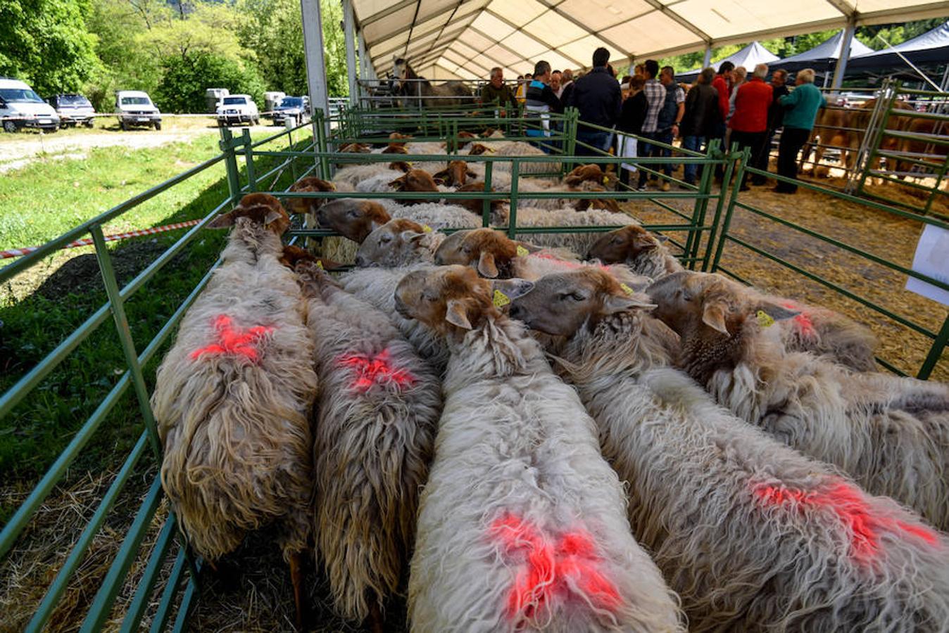 Fiesta del campo en Trucíos