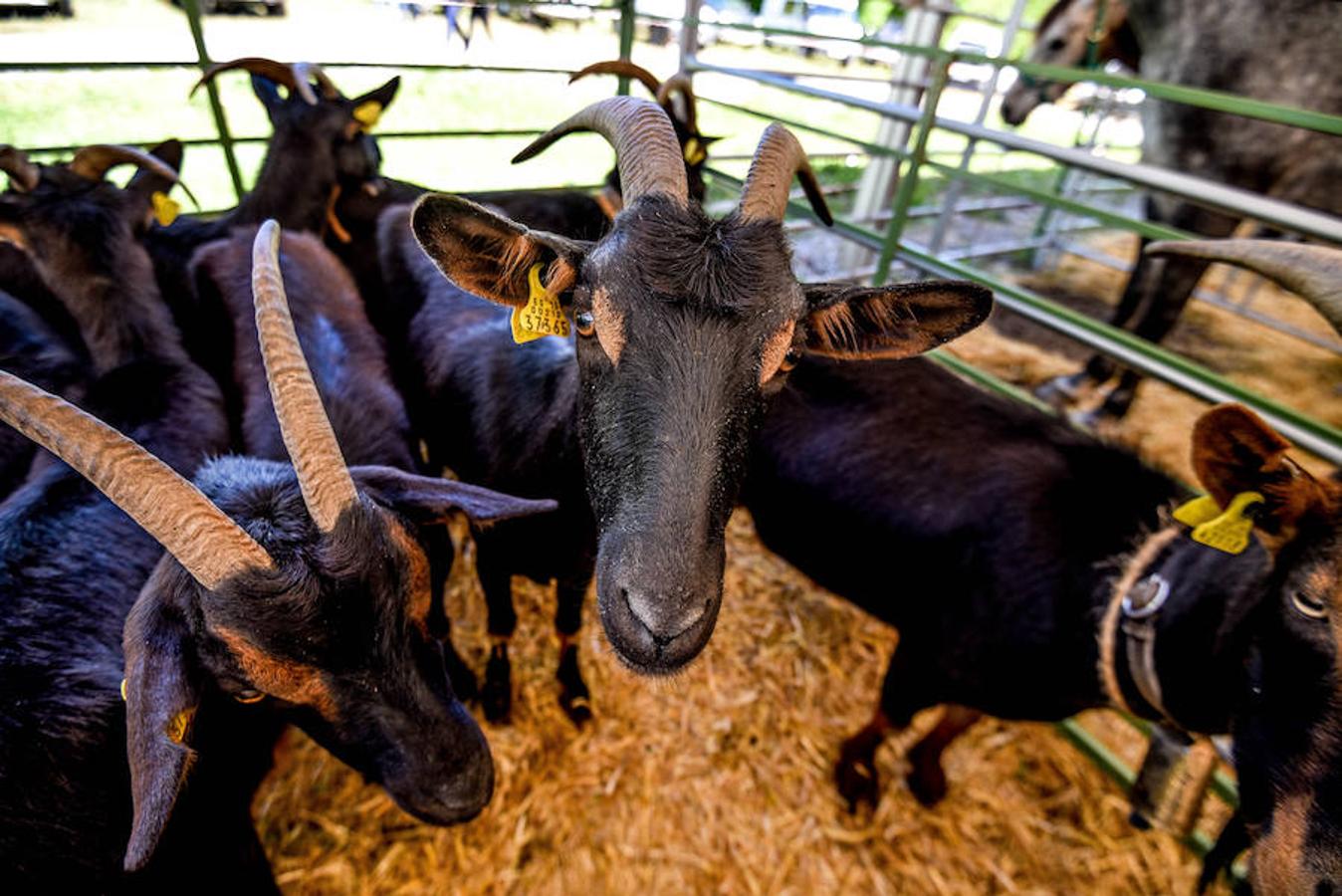 Fiesta del campo en Trucíos