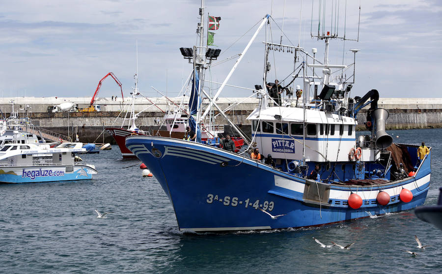 Buena captura de anchoa en Bermeo