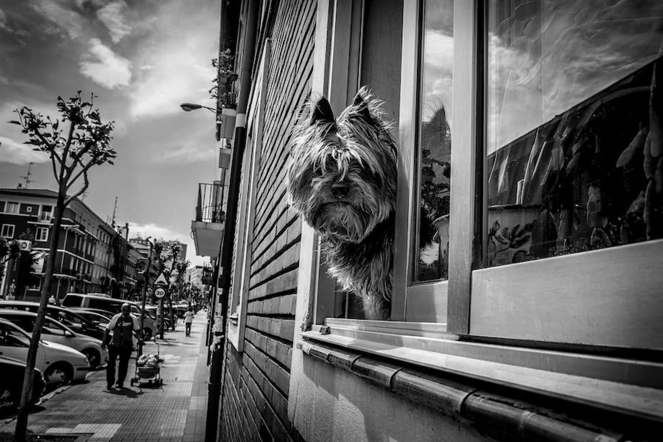 Perro asomado en una ventana en San Ignacio.