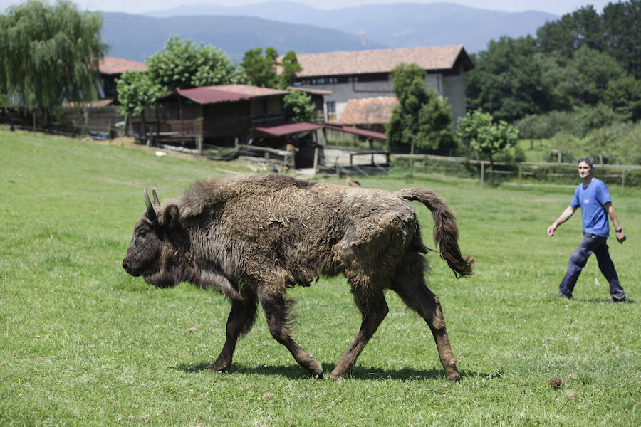 Un refugio para fauna silvestre amenazada, en Kortezubi