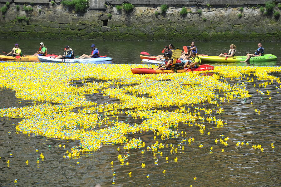 30.000 patos a la ría