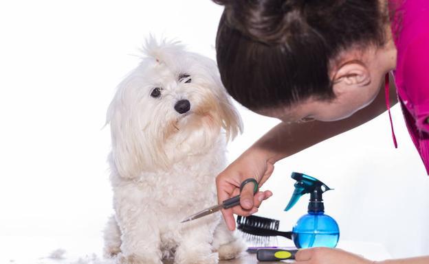 ¿Le cortas el pelo a tu perro en verano? Puedes estar haciéndolo mal