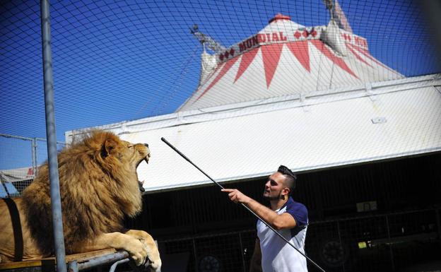 Francesco Berosini, tercera saga de domadores de origen italiano, ensaya con un macho adulto de león en un corral del circo.