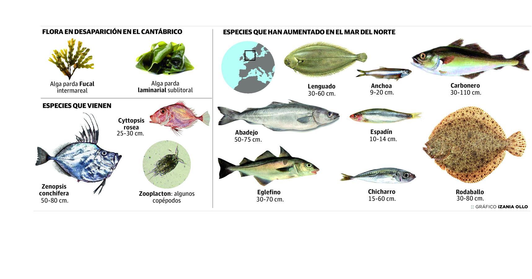 Especies que han aumentado en el mar del Norte