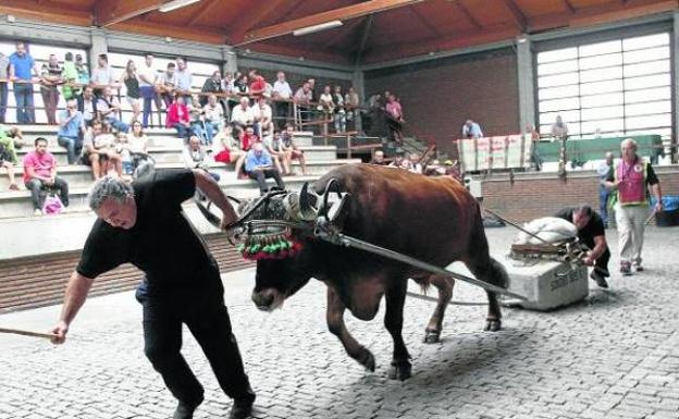 Las pruebas de bueyes son una tradición en el programa festivo de Ondiz, donde hay un probadero. 