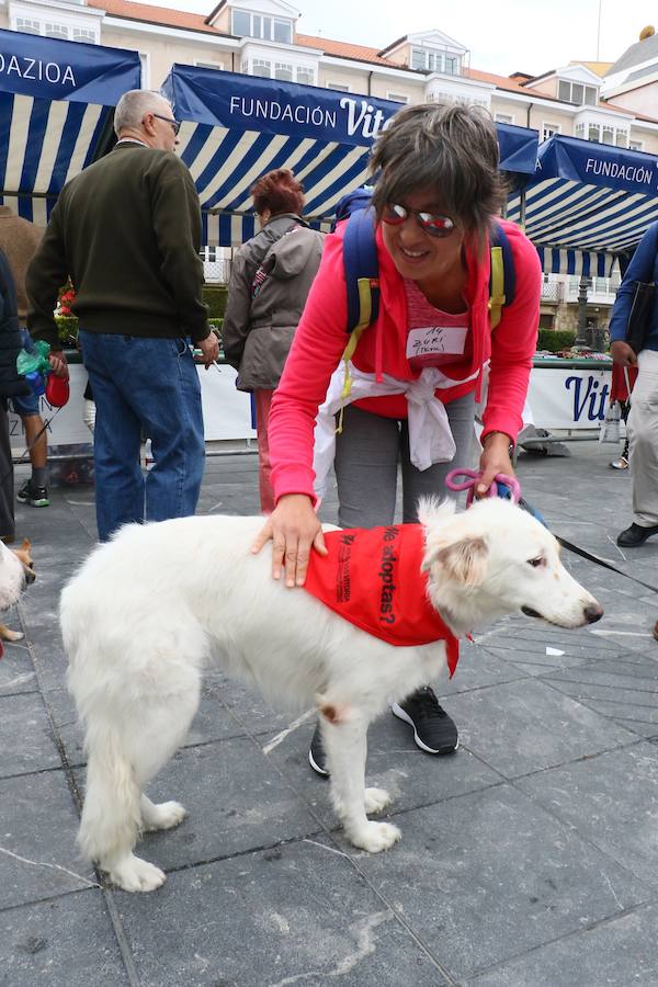 Apasos celebra su pasarela canina