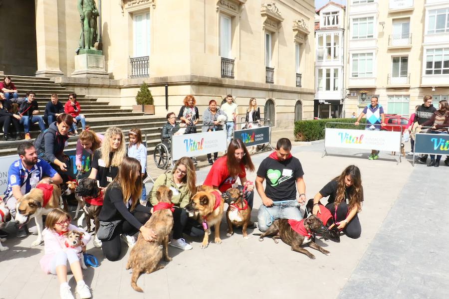 Apasos celebra su pasarela canina