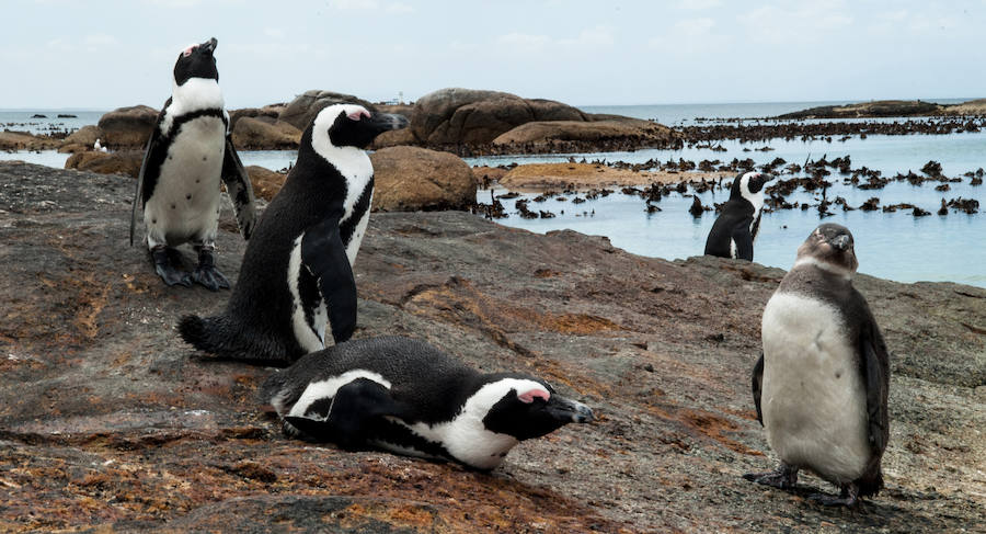 Simon's Town, colonia de pingüinos.