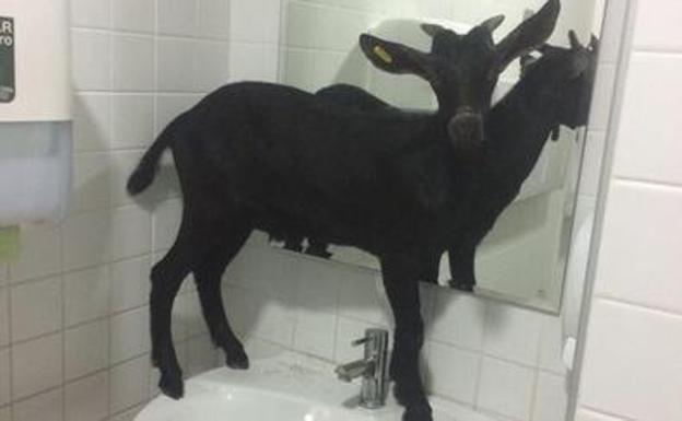Imagen de la cabra recluida en el aseo del hospital.