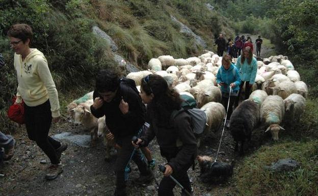 Patxi Solana dirigirá, por segundo año, a un rebaño de 200 ovejas por las cañadas de Urkiola. 