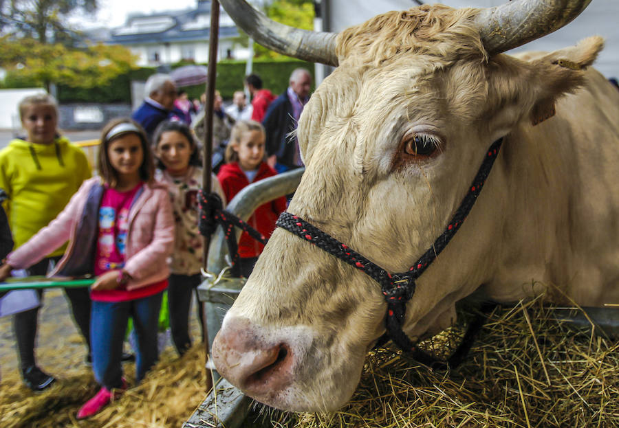 Segunda jornada del certamen de raza pirenaica de Euskadi con la elección del mejor toro y la mejor vaca, entre el total de las 121 reses que este año han entrado en liza en el certamen