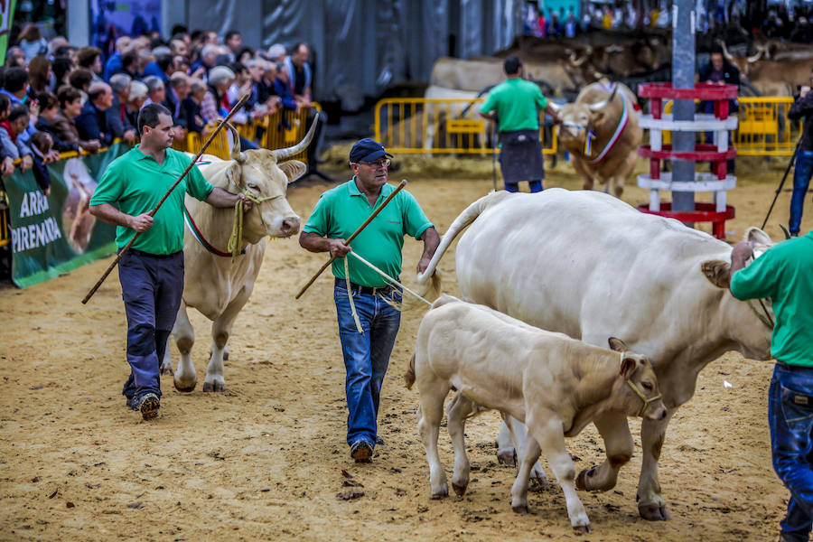 Segunda jornada del certamen de raza pirenaica de Euskadi con la elección del mejor toro y la mejor vaca, entre el total de las 121 reses que este año han entrado en liza en el certamen