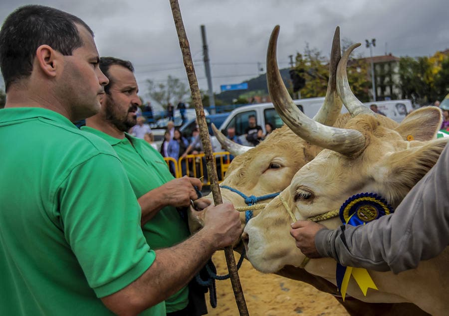 Segunda jornada del certamen de raza pirenaica de Euskadi con la elección del mejor toro y la mejor vaca, entre el total de las 121 reses que este año han entrado en liza en el certamen