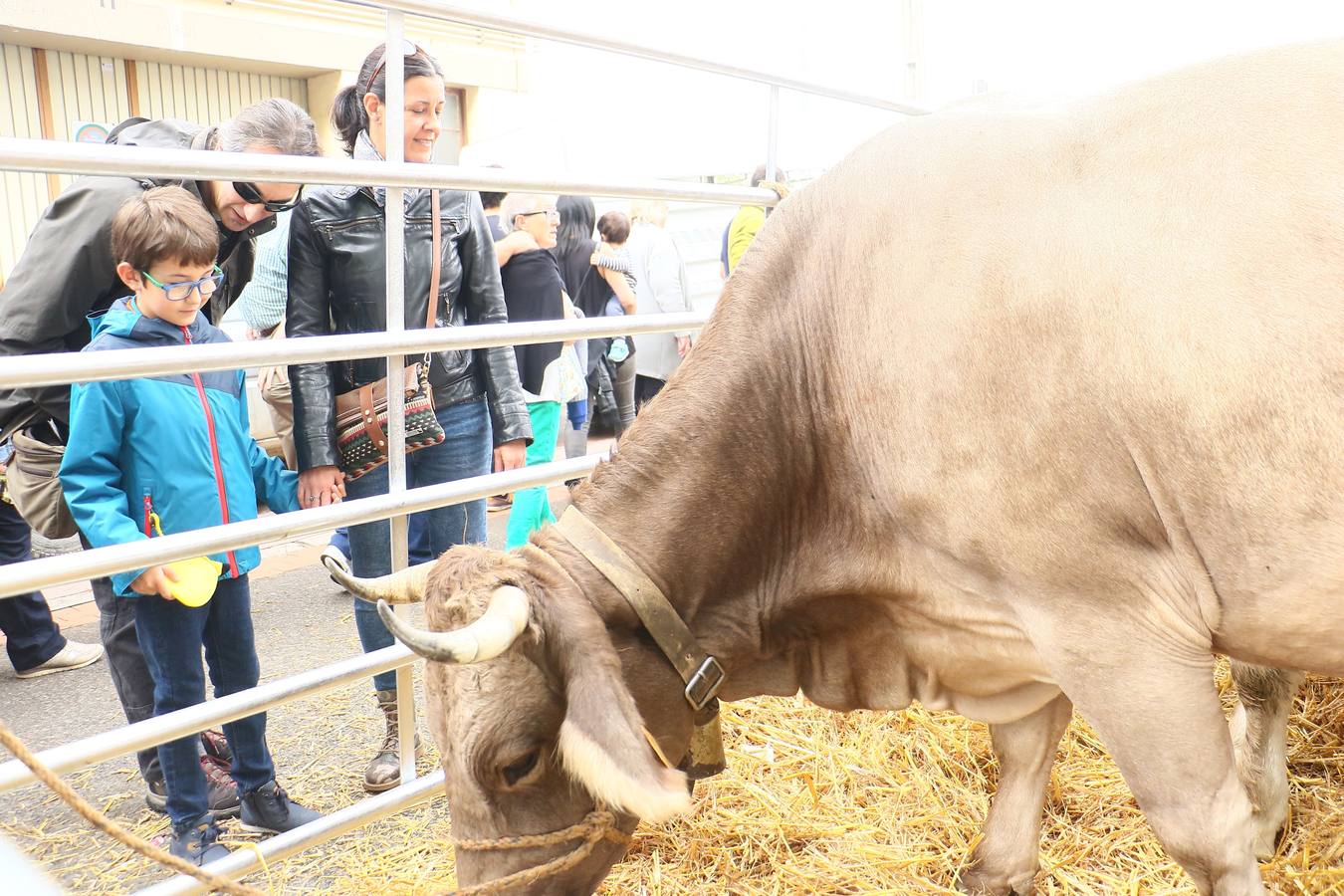 Feria de ganado de Salvatierra