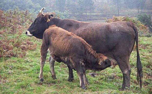 La crisis de la tricomoniasis afectará a la natalidad. 