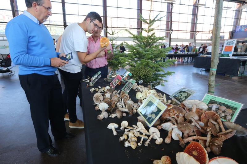 La Asociación Micológico Errotari organiza este fin de semana exposiciones, degustaciones y cursillos de clasificación en la localidad