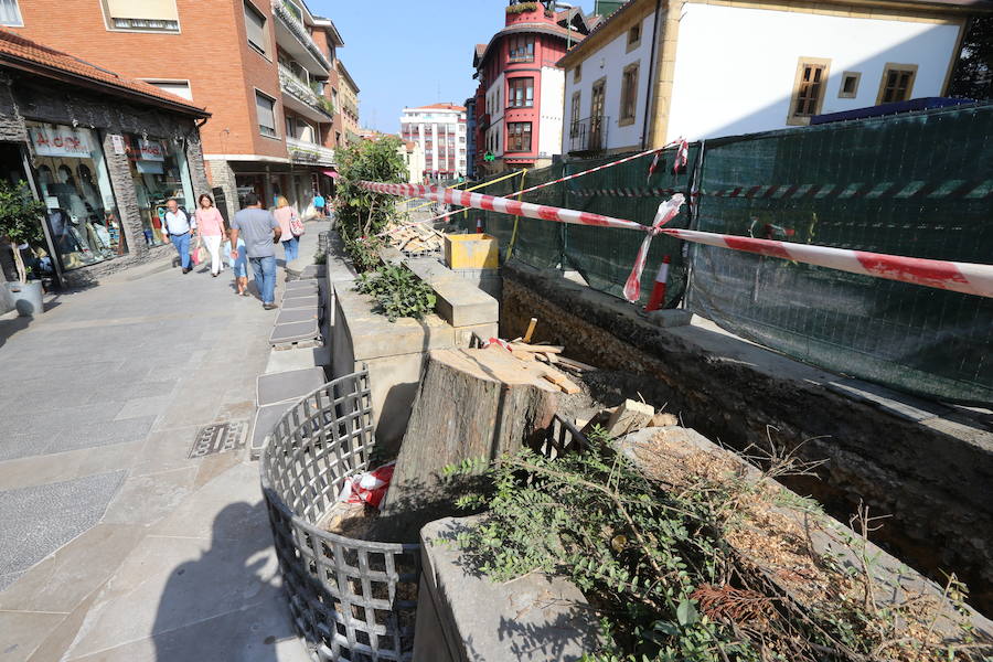 Los cipreses estaban en la Avenida Basagoiti, donde también han desaparecido los arcos de las jardineras. Estaban afectados por un hongo