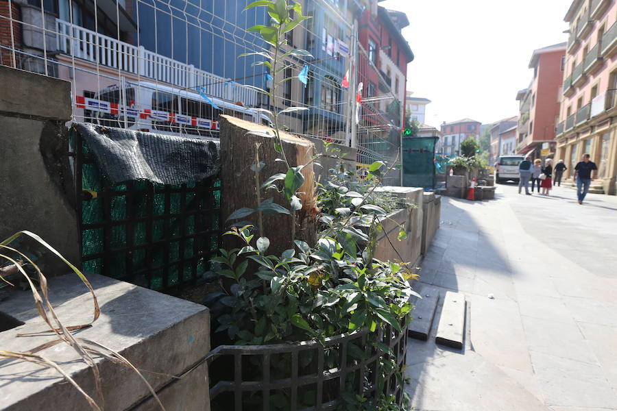 Los cipreses estaban en la Avenida Basagoiti, donde también han desaparecido los arcos de las jardineras. Estaban afectados por un hongo