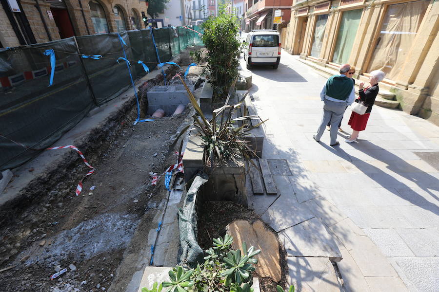 Los cipreses estaban en la Avenida Basagoiti, donde también han desaparecido los arcos de las jardineras. Estaban afectados por un hongo