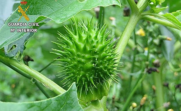 Una de las plantas de estramonio incautadas.