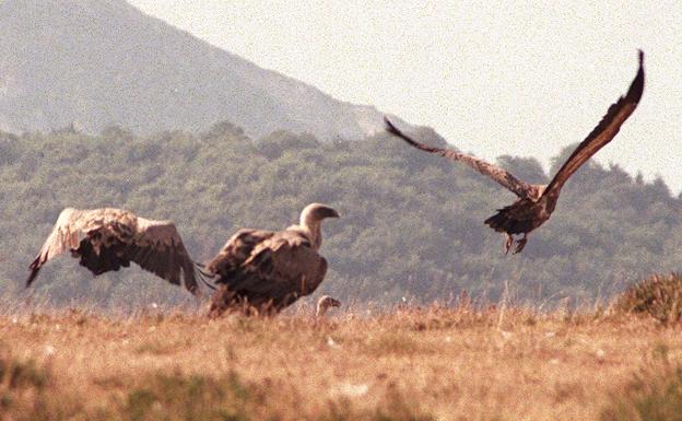 El avistamiento de buitres será uno de los atractivos de los recorridos. 