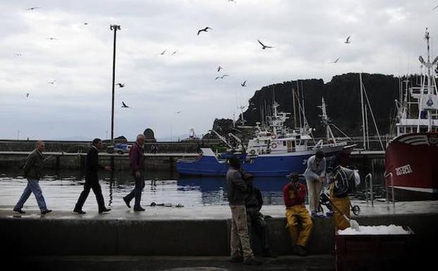 Descarga de sardinas en el puerto de Ondarroa. 