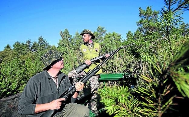 Entre pinos, escopeta en ristre, Rafa González y Juan Carabias aguardan la aparición de palomas.
