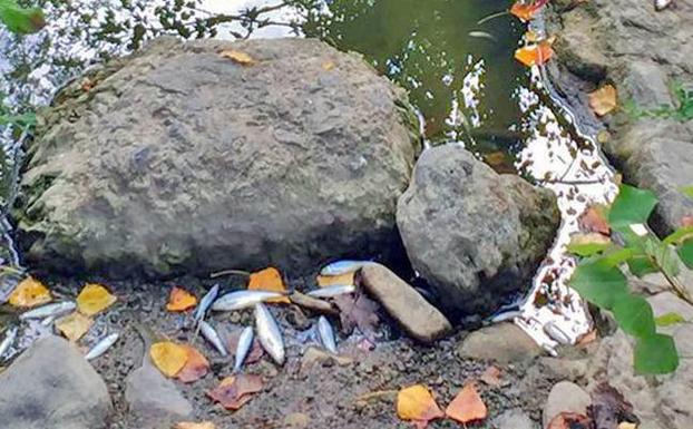 Un vertido en septiembre en Amurrio dejó más de 8.700 peces muertos.