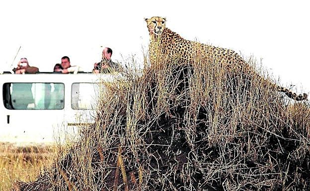 Un grupo de turistas contempla un guepardo desde un todoterreno en la reserva keniata de Masai Mara.