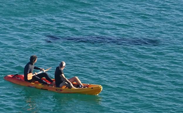 Dos personas se acercan a la ballena en un kayak.