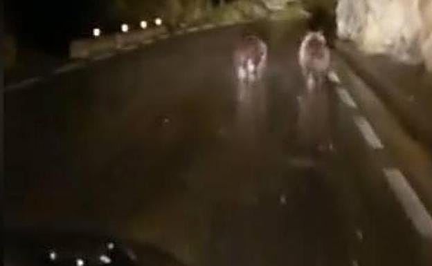 Polémica por el acoso a los osos en Cantabria