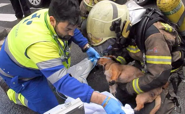 Un bombero y un sanitario reaniman al animal.