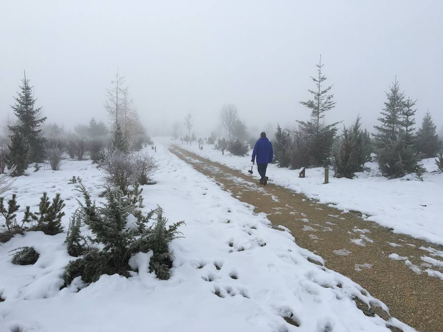 LAs bajas temperaturas han provocado que la niebla se congelara sobre las plantas, dejando estámpas preciosas