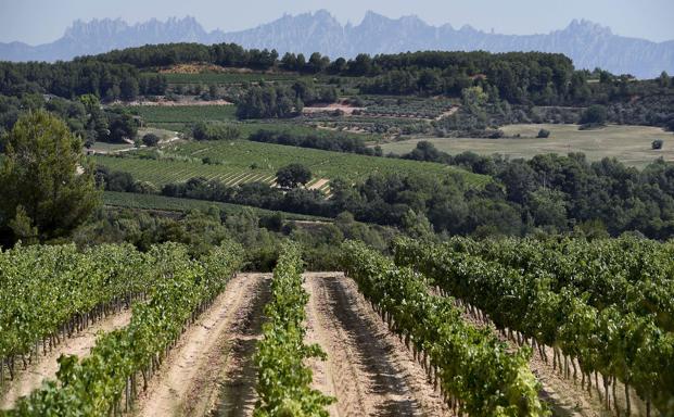 Campos de viñedos rodean la localidad barcelonesa de Sant Sadurní d’Anoia, la capital del cava. :