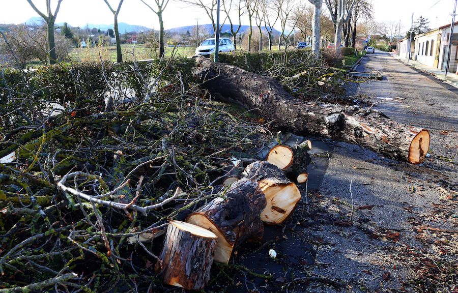 Obras y Servicios retira hasta 26 árboles derribados por la tormenta Ana