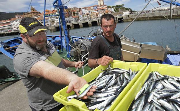 Descarga de anchoa en el puerto de Bermeo. 