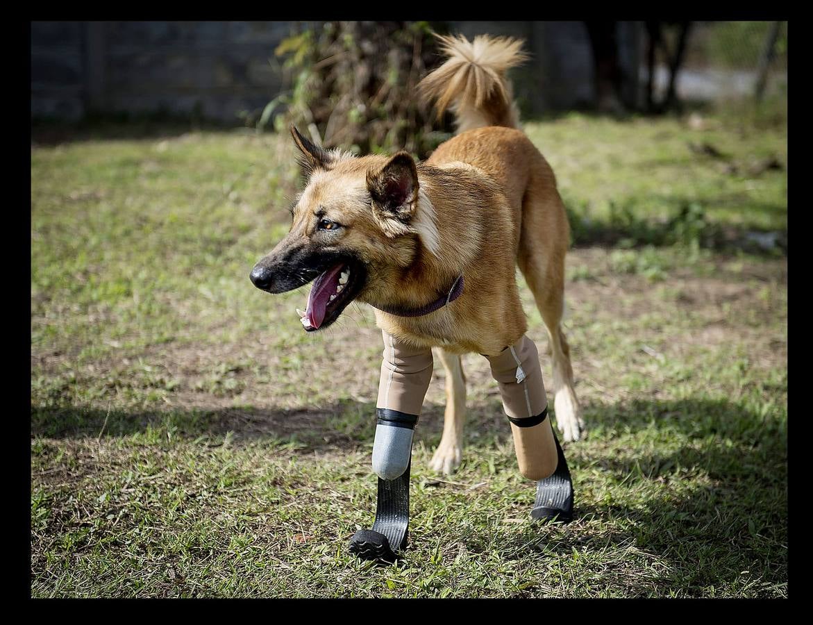 Cuando Cola era solo un cachorro, un vecino de las afueras de Bangkok (Tailandia) le amputó brutalmente las patas delanteras, a golpes de espada, porque el animal había mordisqueado sus zapatos. Gill Daley, que sufrió la amputación de las piernas como consecuencia de una infección, y su esposo John (a quien vemos en las fotografías), descubrieron por casualidad la historia de Cola, decidieron adoptar al animal en su refugio en Phuket y le adaptaron unas prótesis basadas en las palas que utilizan algunos deportistas paralímpicos. Hoy, Cola es el primer perro del mundo en usar este tipo de prótesis, pero Gill no ha podido verlo. Falleció en febrero