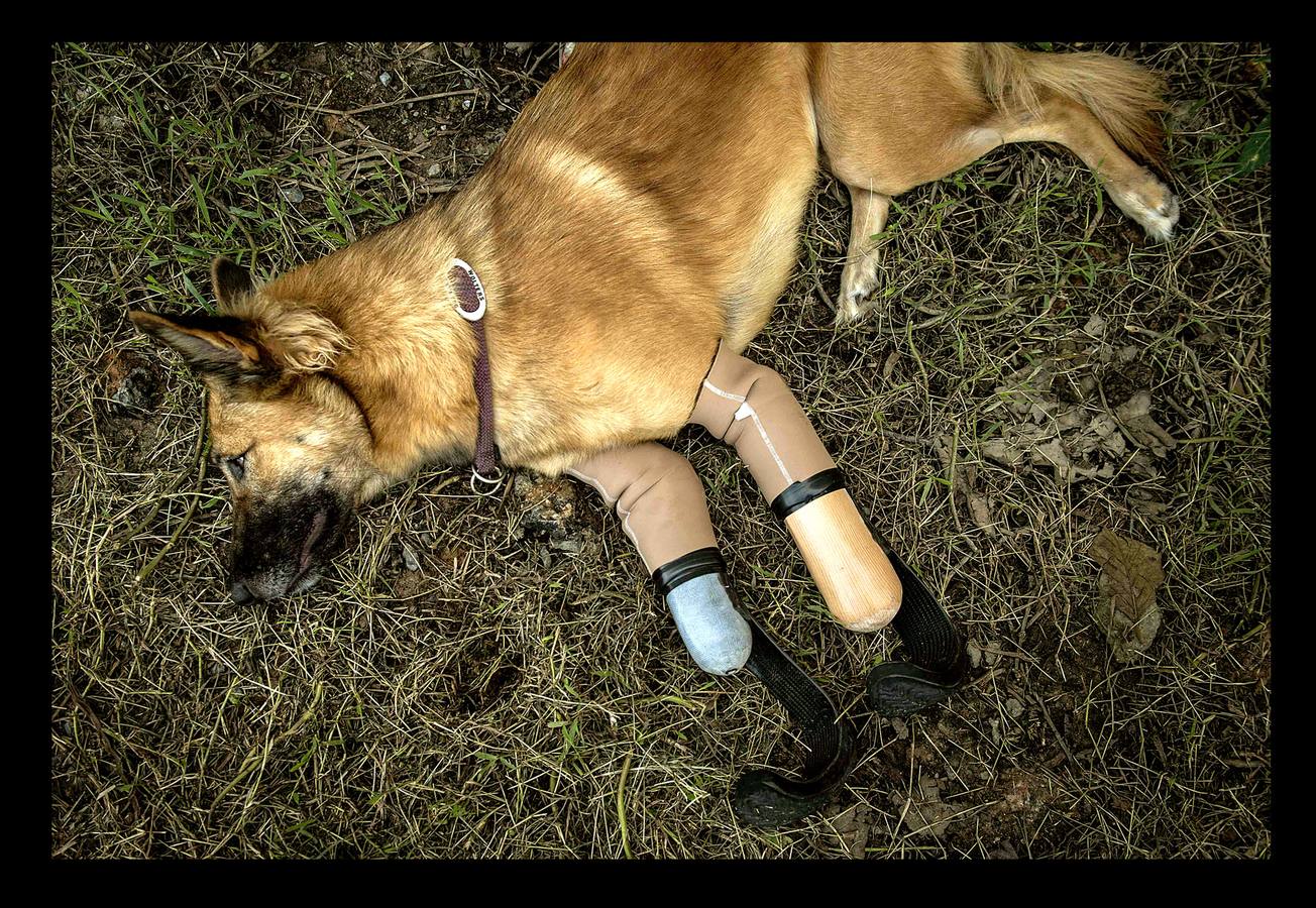 Cuando Cola era solo un cachorro, un vecino de las afueras de Bangkok (Tailandia) le amputó brutalmente las patas delanteras, a golpes de espada, porque el animal había mordisqueado sus zapatos. Gill Daley, que sufrió la amputación de las piernas como consecuencia de una infección, y su esposo John (a quien vemos en las fotografías), descubrieron por casualidad la historia de Cola, decidieron adoptar al animal en su refugio en Phuket y le adaptaron unas prótesis basadas en las palas que utilizan algunos deportistas paralímpicos. Hoy, Cola es el primer perro del mundo en usar este tipo de prótesis, pero Gill no ha podido verlo. Falleció en febrero