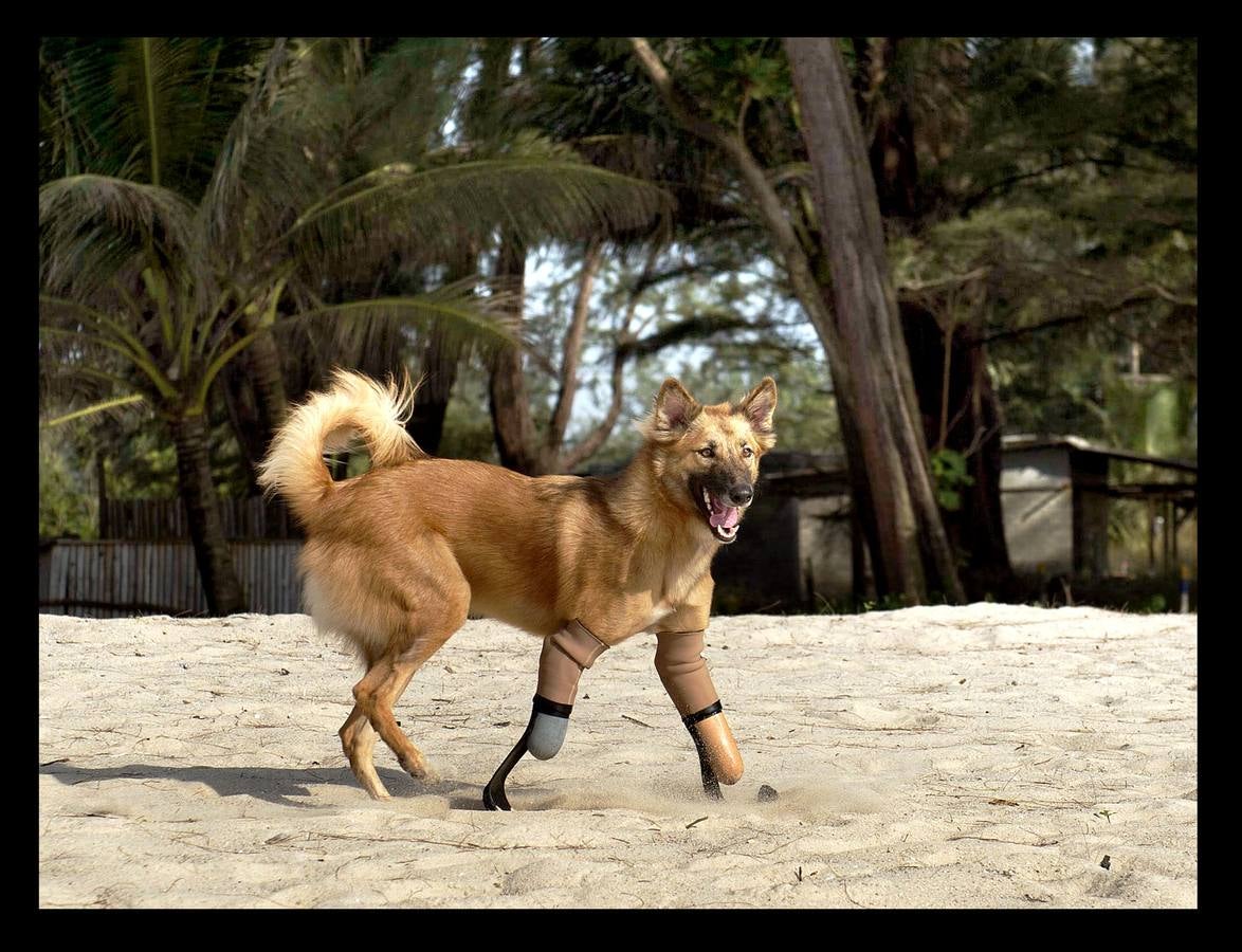 Cuando Cola era solo un cachorro, un vecino de las afueras de Bangkok (Tailandia) le amputó brutalmente las patas delanteras, a golpes de espada, porque el animal había mordisqueado sus zapatos. Gill Daley, que sufrió la amputación de las piernas como consecuencia de una infección, y su esposo John (a quien vemos en las fotografías), descubrieron por casualidad la historia de Cola, decidieron adoptar al animal en su refugio en Phuket y le adaptaron unas prótesis basadas en las palas que utilizan algunos deportistas paralímpicos. Hoy, Cola es el primer perro del mundo en usar este tipo de prótesis, pero Gill no ha podido verlo. Falleció en febrero