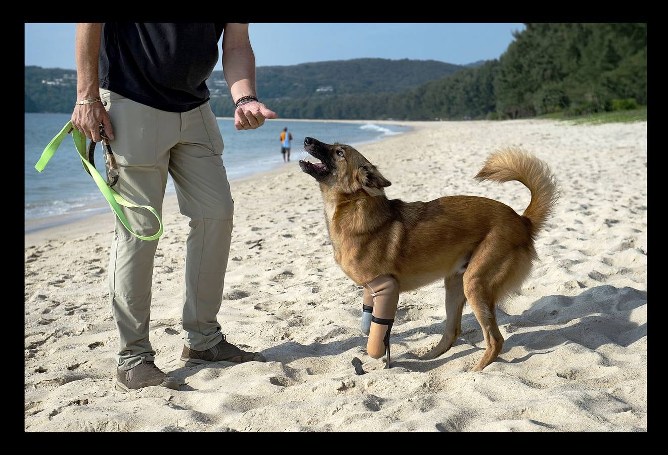 Cuando Cola era solo un cachorro, un vecino de las afueras de Bangkok (Tailandia) le amputó brutalmente las patas delanteras, a golpes de espada, porque el animal había mordisqueado sus zapatos. Gill Daley, que sufrió la amputación de las piernas como consecuencia de una infección, y su esposo John (a quien vemos en las fotografías), descubrieron por casualidad la historia de Cola, decidieron adoptar al animal en su refugio en Phuket y le adaptaron unas prótesis basadas en las palas que utilizan algunos deportistas paralímpicos. Hoy, Cola es el primer perro del mundo en usar este tipo de prótesis, pero Gill no ha podido verlo. Falleció en febrero