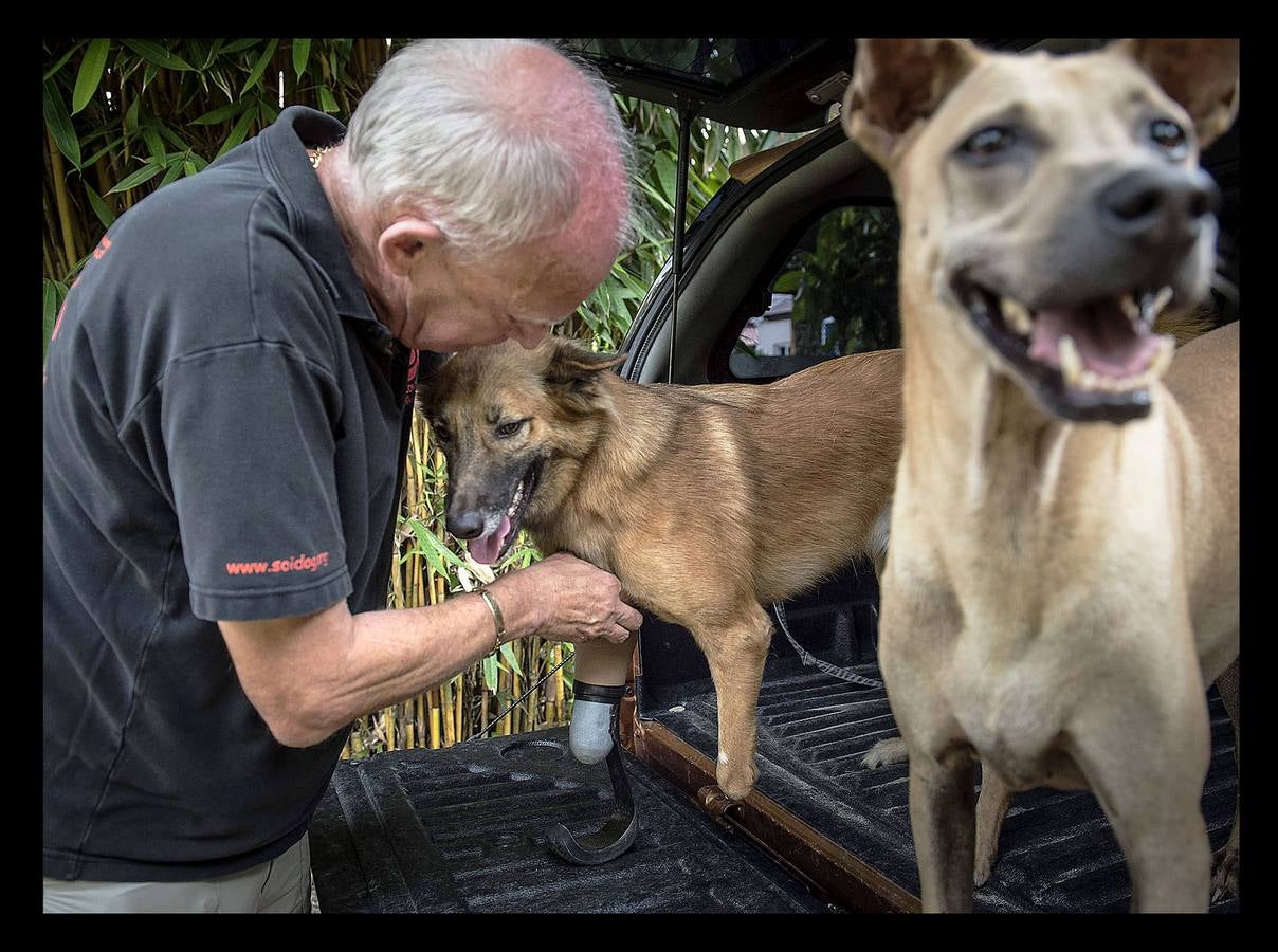 Cuando Cola era solo un cachorro, un vecino de las afueras de Bangkok (Tailandia) le amputó brutalmente las patas delanteras, a golpes de espada, porque el animal había mordisqueado sus zapatos. Gill Daley, que sufrió la amputación de las piernas como consecuencia de una infección, y su esposo John (a quien vemos en las fotografías), descubrieron por casualidad la historia de Cola, decidieron adoptar al animal en su refugio en Phuket y le adaptaron unas prótesis basadas en las palas que utilizan algunos deportistas paralímpicos. Hoy, Cola es el primer perro del mundo en usar este tipo de prótesis, pero Gill no ha podido verlo. Falleció en febrero