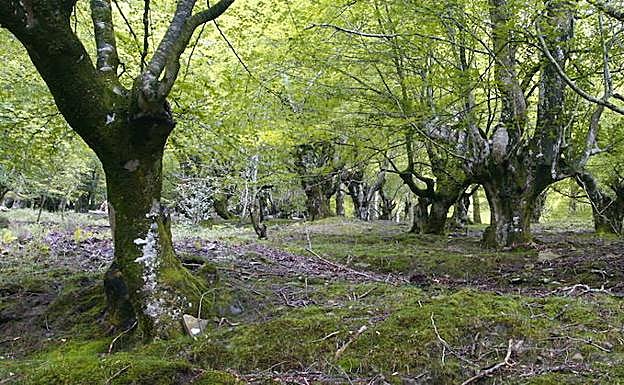 La frondosidad de los árboles nos acompaña en gran parte del camino.