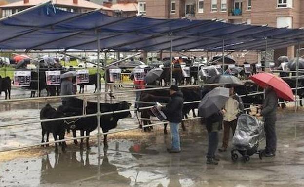 La valoración del ganado se tuvo que hacer en los expositores por la lluvia.