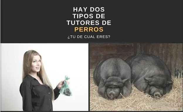 Cartel de la campaña de Durandog para concienciar a la ciudadanía en la recogida de las heces de sus mascotas. 